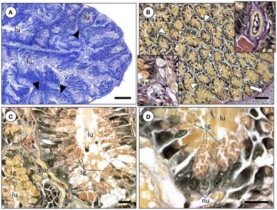 Transcriptome profiling of the posterior salivary glands of the cuttlefish Sepia officinalis from the Portuguese West coast